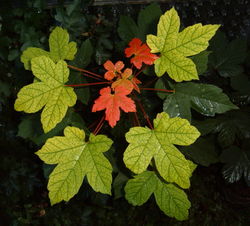 250px-Maple_leaves.jpg